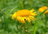 Inula grandiflora. Соцветие. Северная Осетия, Ирафский р-н, долина р. Танадон, ≈ 2200 м н.у.м., субальпийский луг. 06.07.2016.