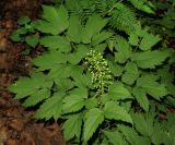 Actaea asiatica