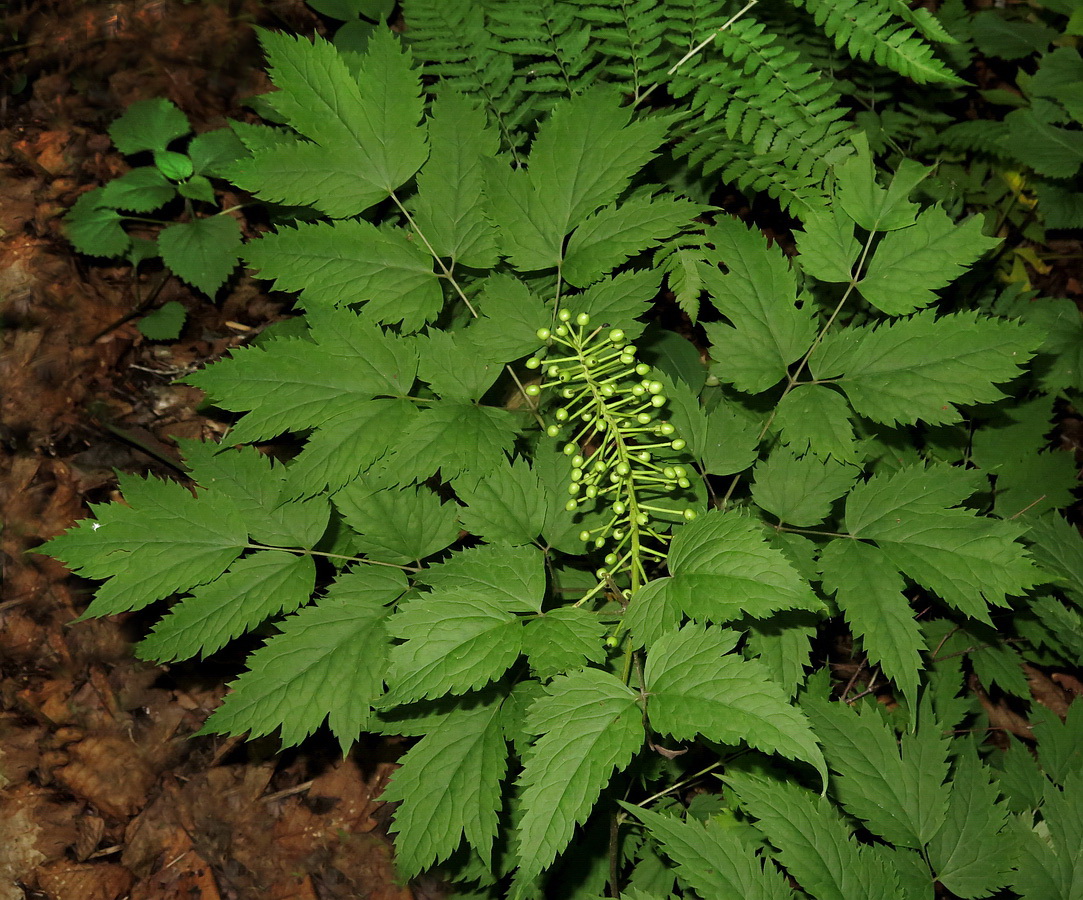 Изображение особи Actaea asiatica.
