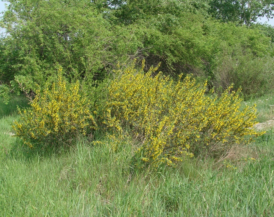 Изображение особи Caragana spinosa.