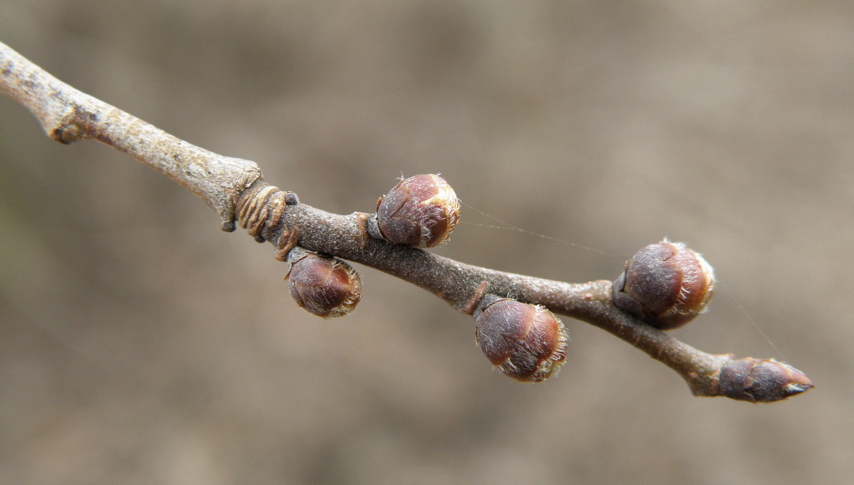 Image of Ulmus minor specimen.