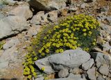 Alyssum baumgartnerianum