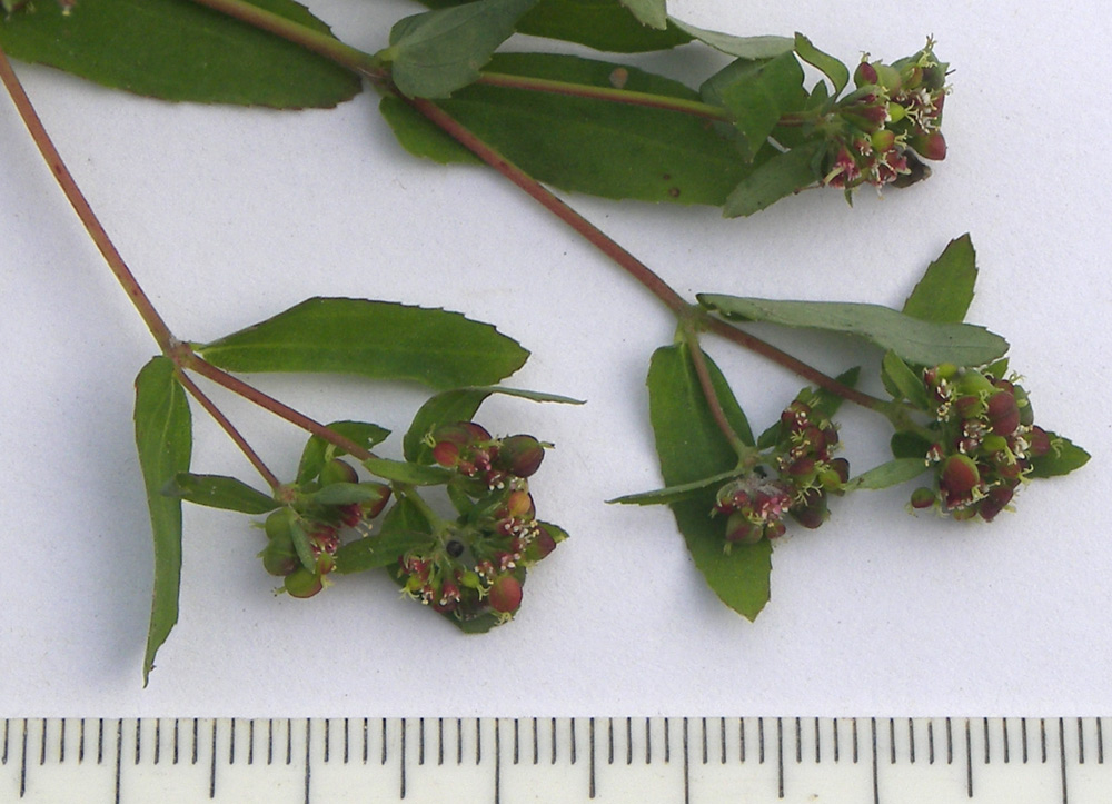 Изображение особи Euphorbia nutans.
