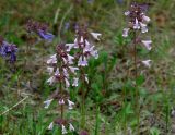 Dracocephalum nutans