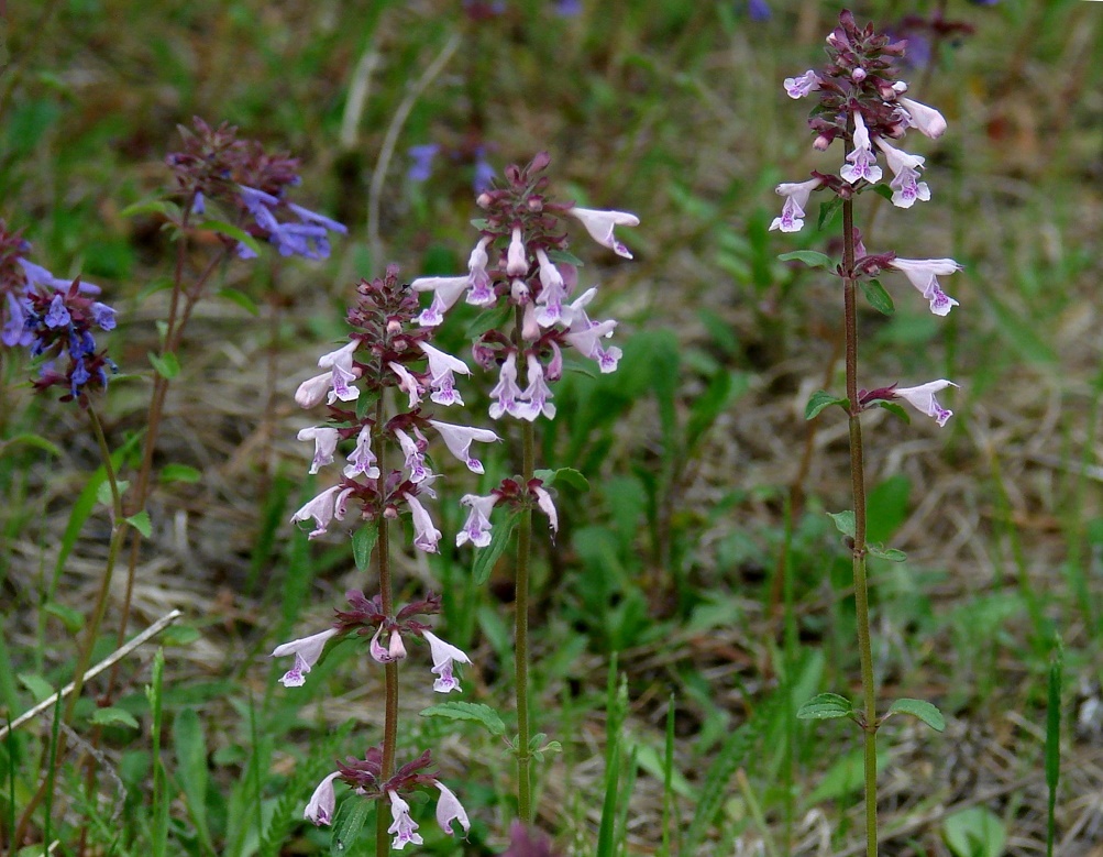 Изображение особи Dracocephalum nutans.