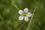 Saxifraga rosacea ssp. sternbergii