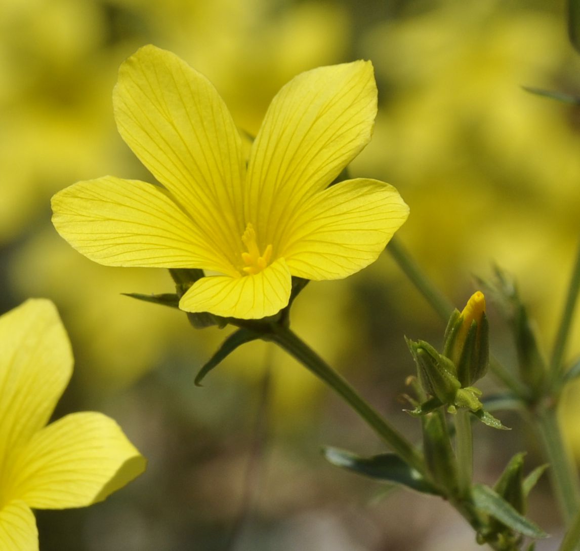 Image of Linum elegans specimen.