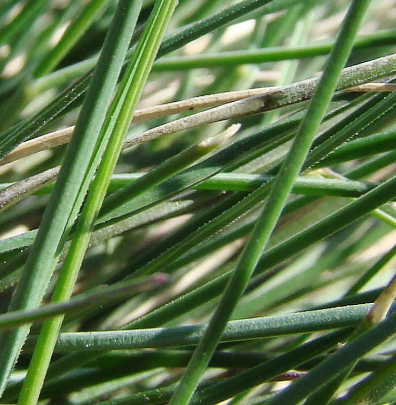 Image of genus Festuca specimen.