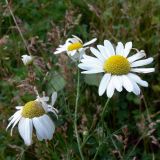 Tripleurospermum inodorum