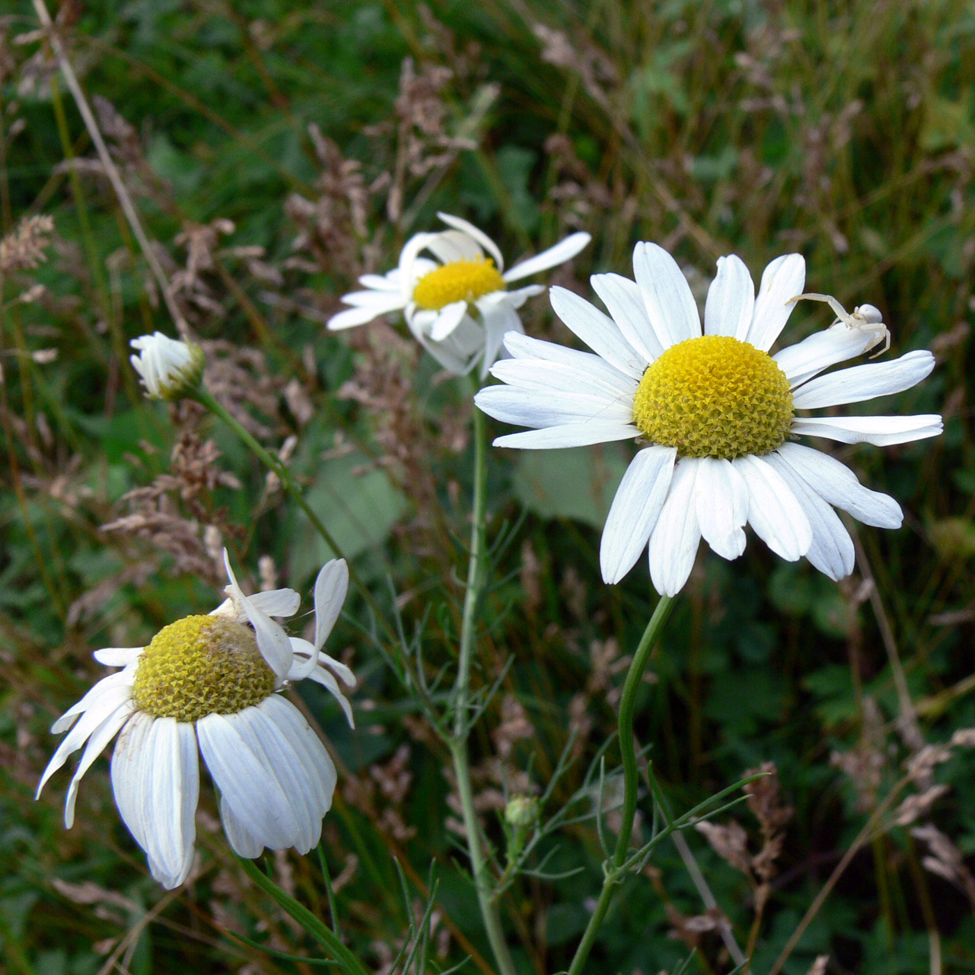 Изображение особи Tripleurospermum inodorum.