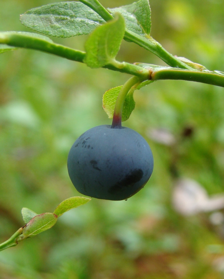 Image of Vaccinium myrtillus specimen.
