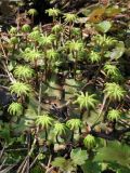 Marchantia polymorpha