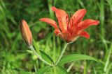 Lilium pensylvanicum. Верхушка растения с раскрывшимся цветком и бутоном. Амурская обл., Магдагачинский р-н, окр. пос. Магдагачи, разнотравный сырой луг вдоль берега водохранилища (р. Горчаки). 29.06.2016.