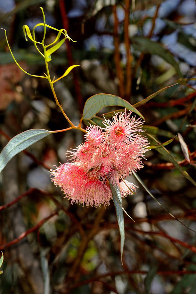 Изображение особи Eucalyptus torquata.