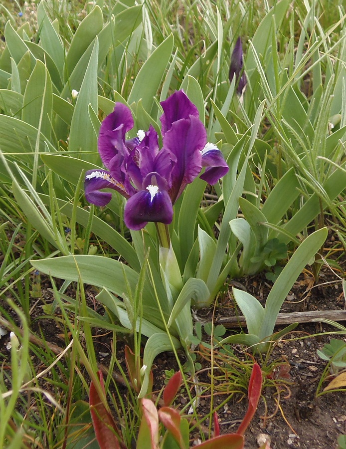 Image of Iris pumila specimen.