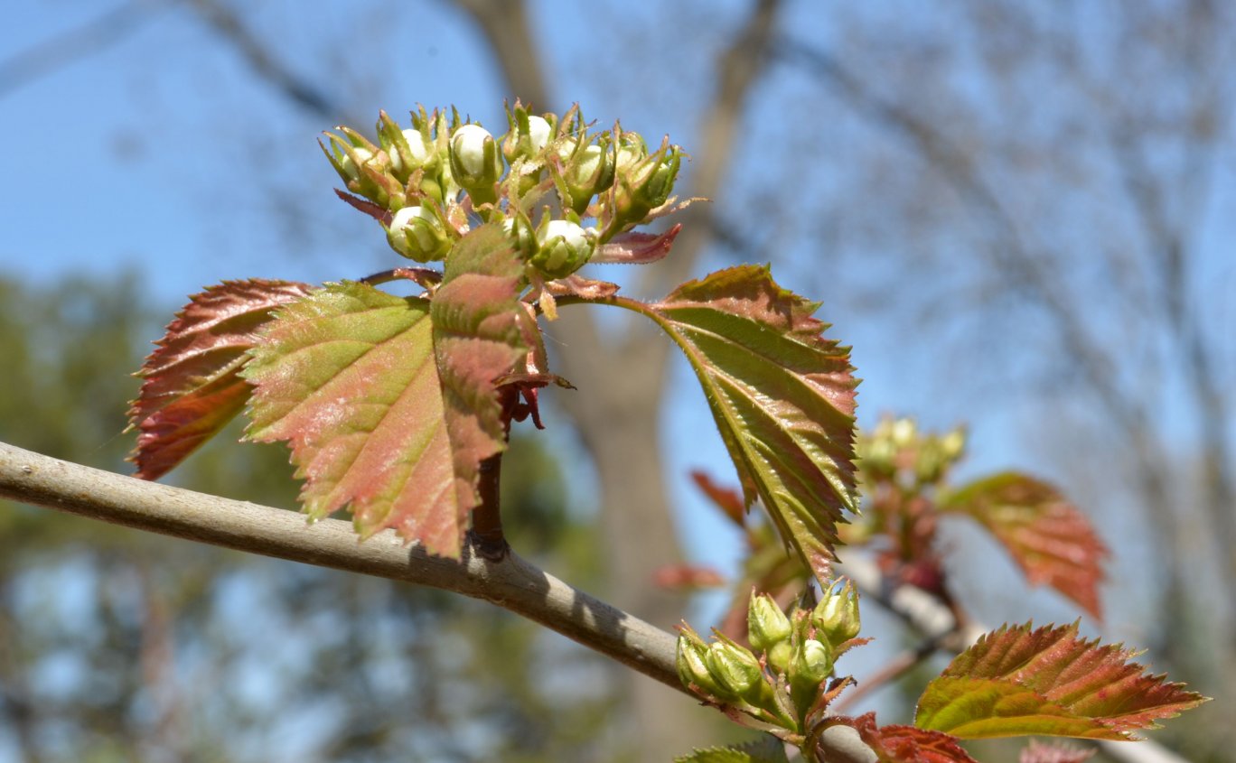 Image of Crataegus ellwangeriana specimen.
