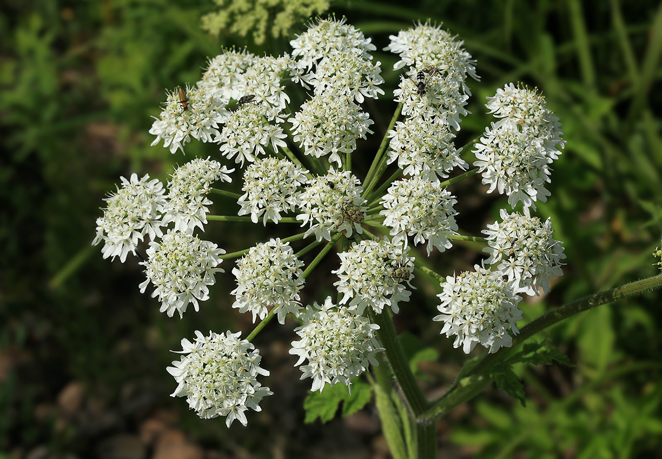 Image of Heracleum moellendorffii specimen.