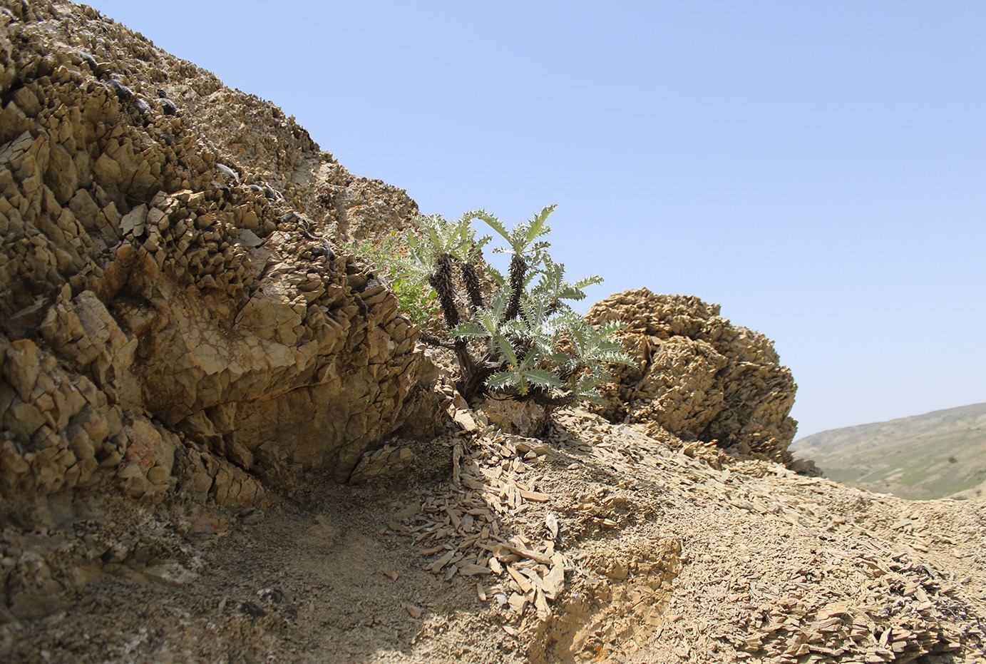 Image of Cousinia oreodoxa specimen.
