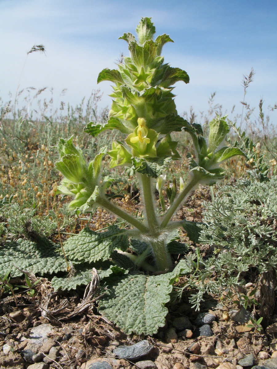 Image of Eremostachys affinis specimen.