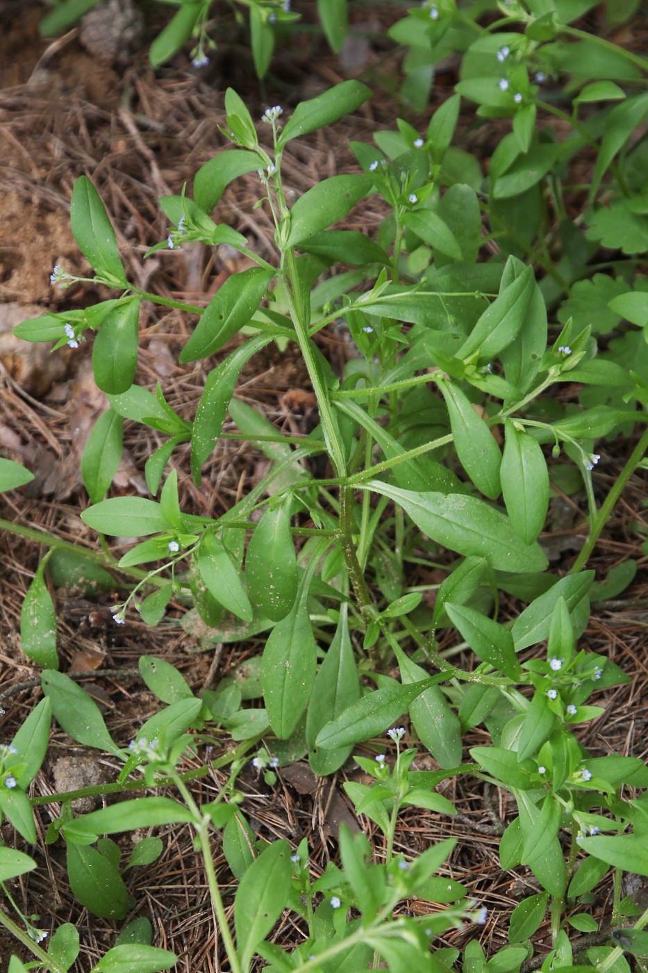 Image of Myosotis sparsiflora specimen.