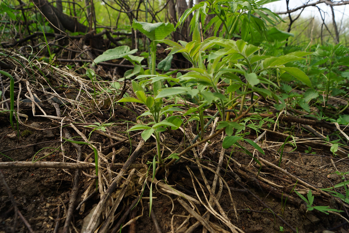 Image of Sambucus sibirica specimen.