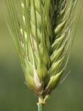 Hordeum vulgare