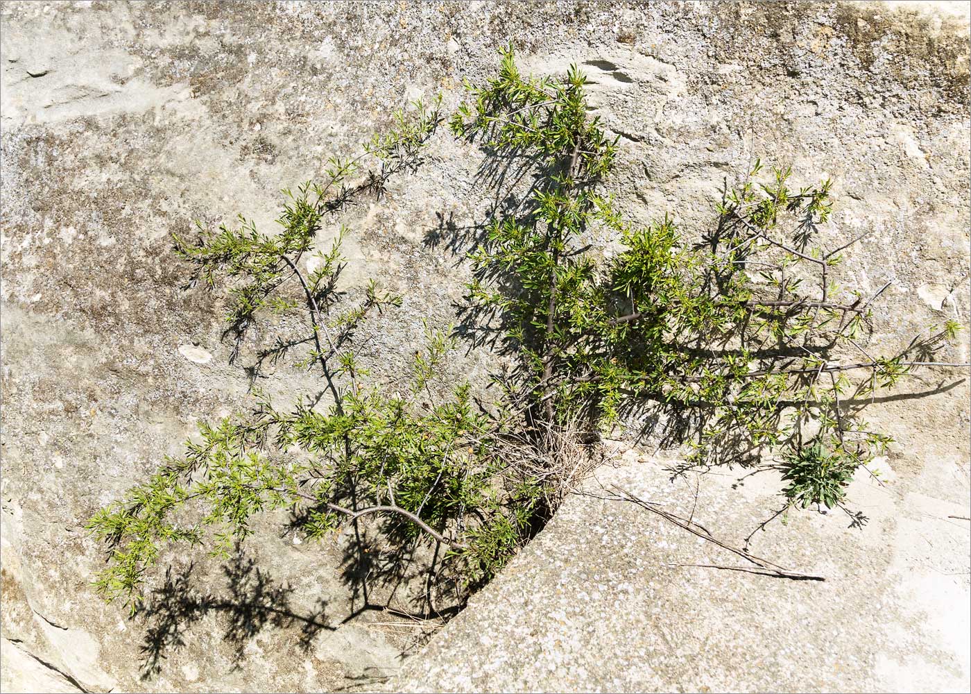 Image of Rhamnus erythroxyloides specimen.