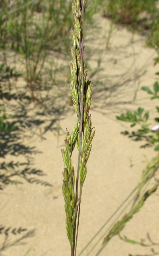 Изображение особи Festuca beckeri.