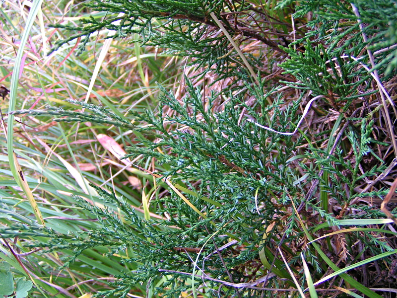 Image of Juniperus sabina specimen.