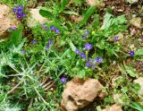 Legousia speculum-veneris