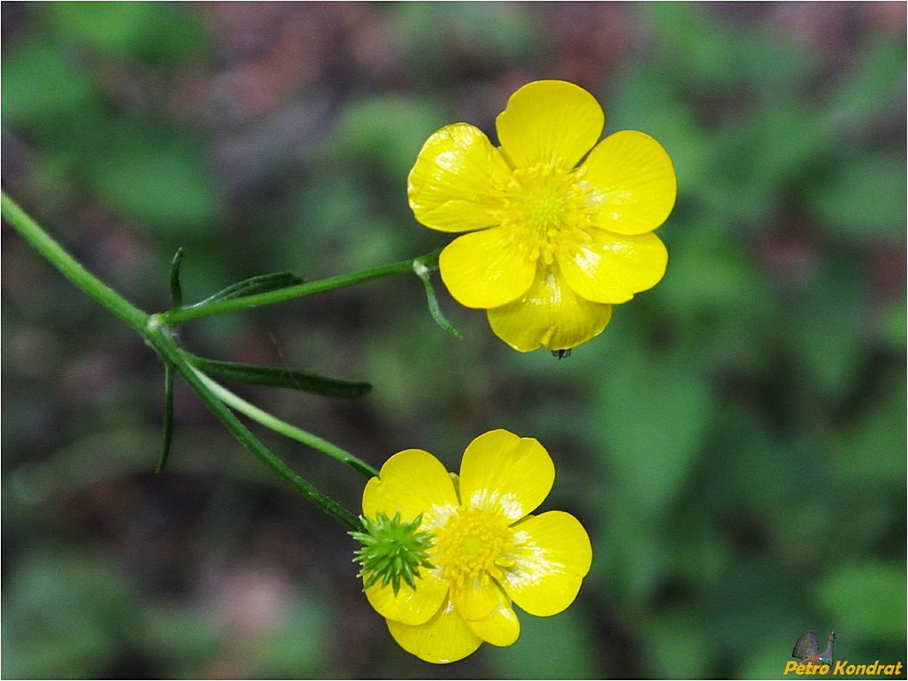 Image of genus Ranunculus specimen.