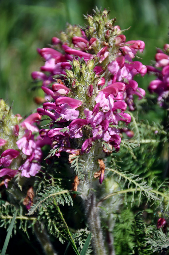 Изображение особи Pedicularis rubens.