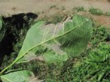 Juglans regia