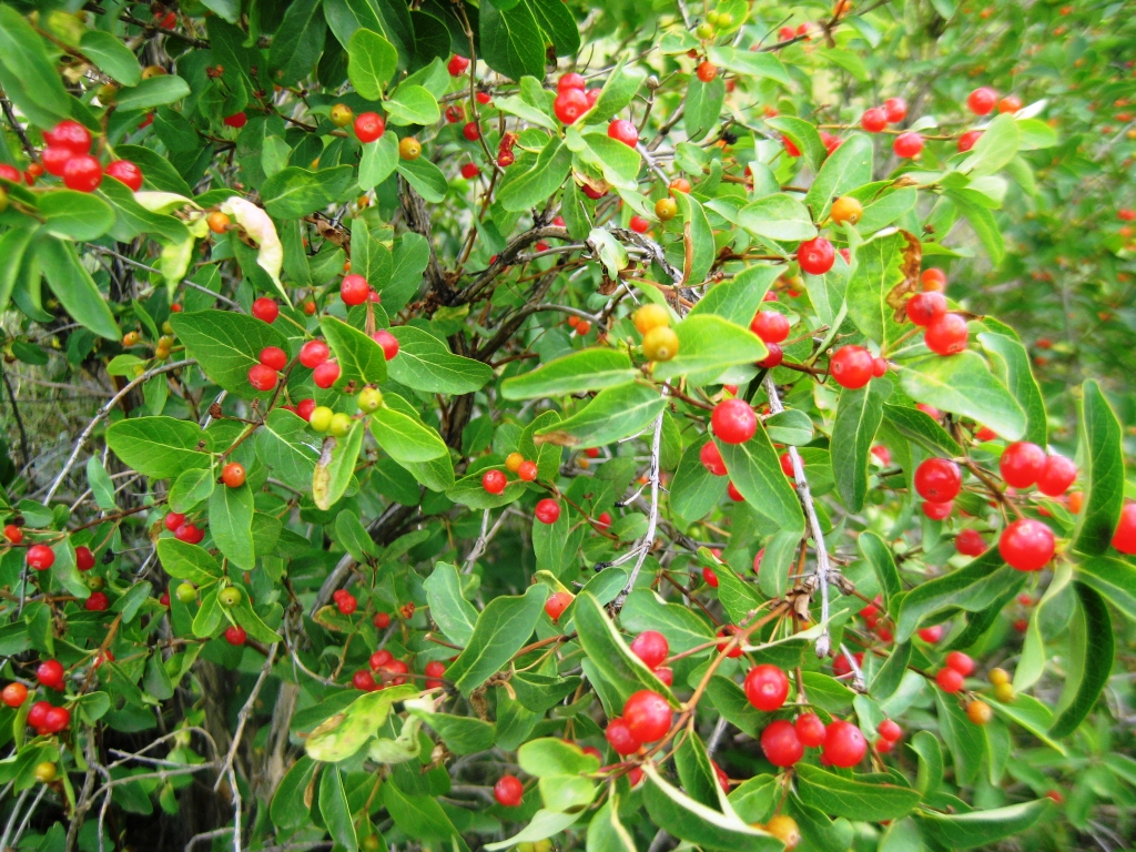 Image of Lonicera tatarica specimen.