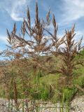 Calamagrostis epigeios. Верхушки побегов с соцветиями. Южный Казахстан, Таласский Алатау, запов. Аксу-Жабаглы, ущ. Улькен-Каинды, выс. 2100 м н.у.м., русло ручья. 15 июля 2017 г.