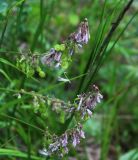 Hedysarum caucasicum. Отцветающие соцветия с созревающими плодами. Карачаево-Черкесия, Тебердинский заповедник, хр. Малая Хатипара, сосновый лес. 23.07.2017.