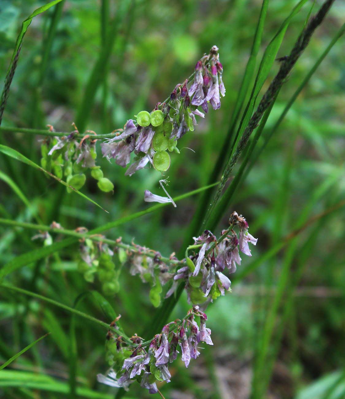 Изображение особи Hedysarum caucasicum.