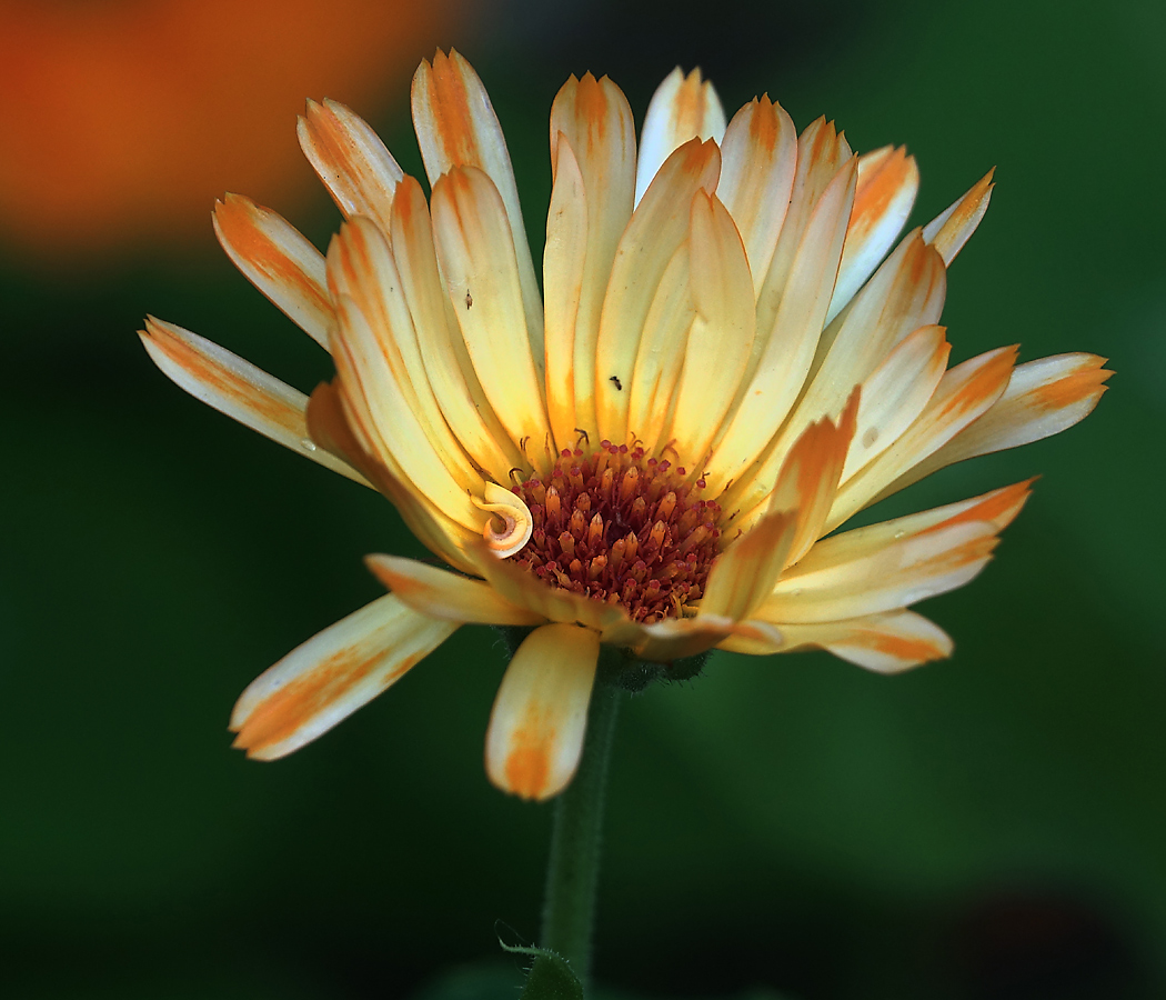 Image of Calendula officinalis specimen.