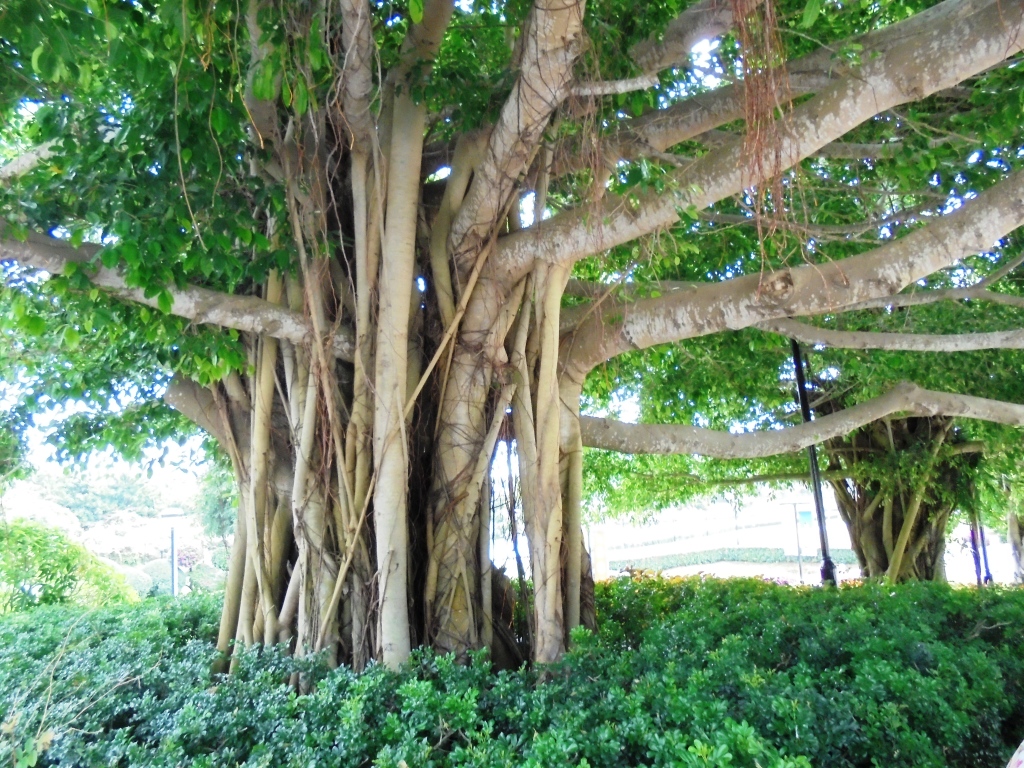 Image of Ficus benghalensis specimen.