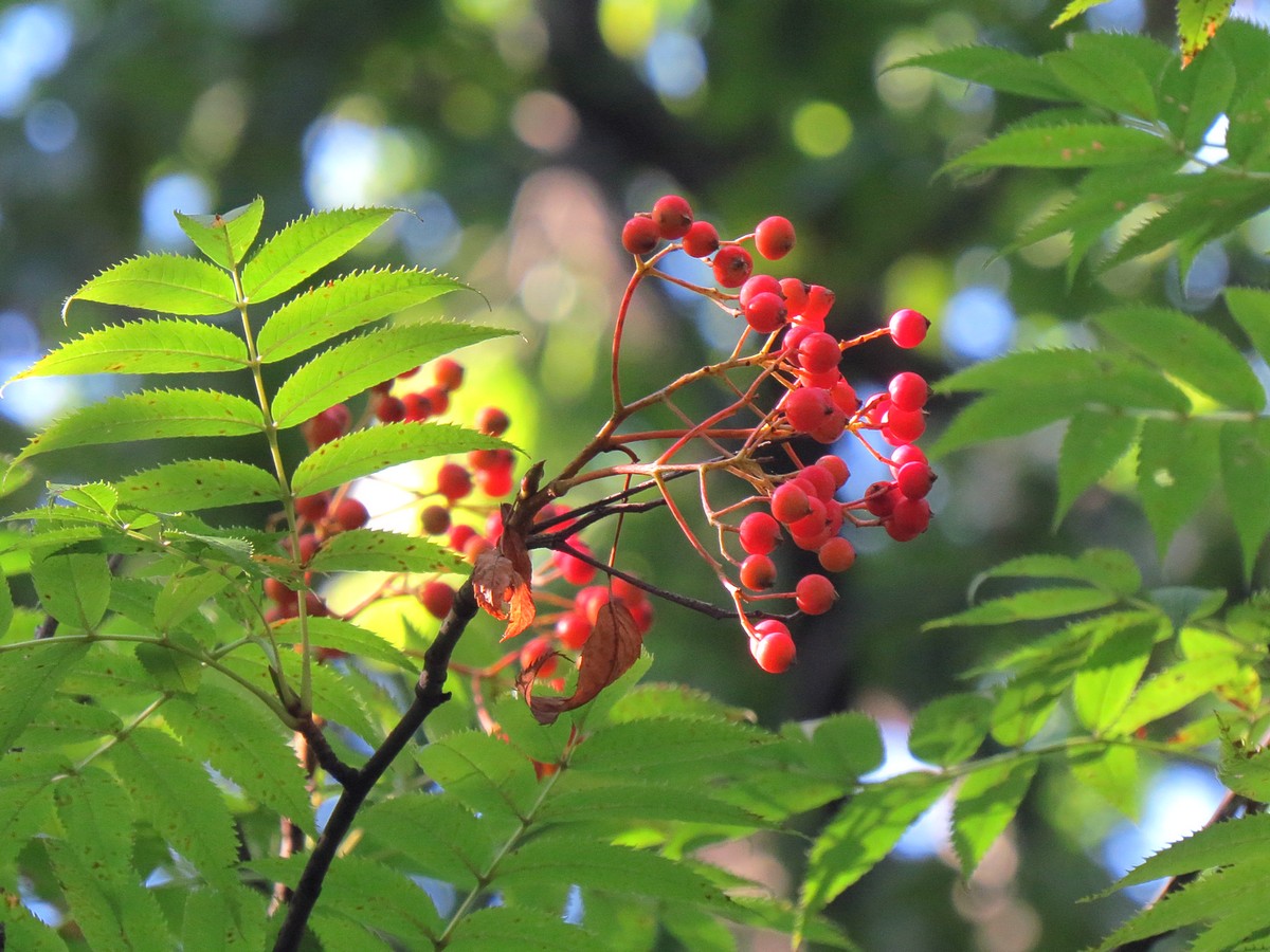 Изображение особи Sorbus commixta.