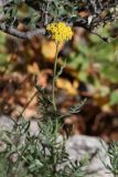 Achillea filipendulina