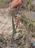 Lachenalia mutabilis