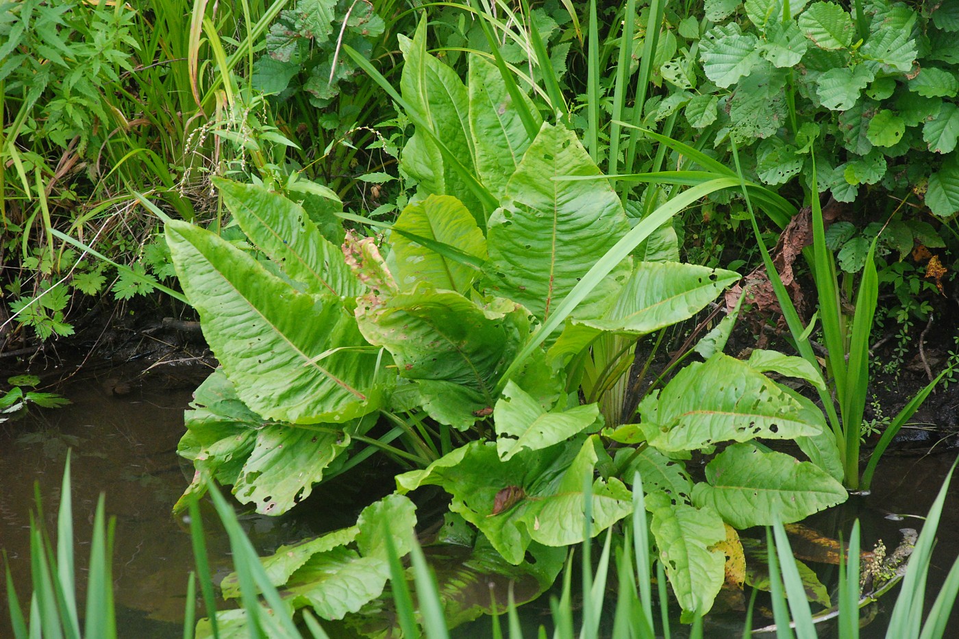 Изображение особи Rumex aquaticus.