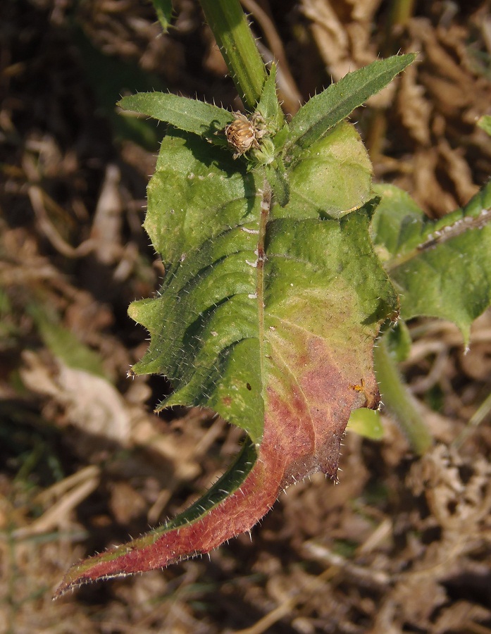 Image of Picris hieracioides specimen.