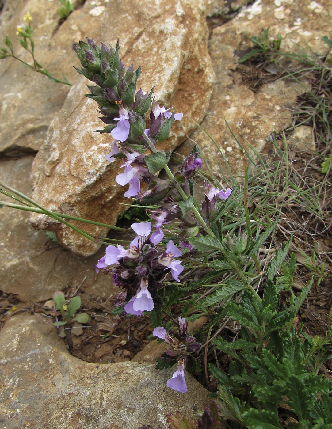 Изображение особи Teucrium chamaedrys ssp. pinnatifidum.