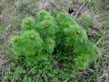 Paeonia tenuifolia