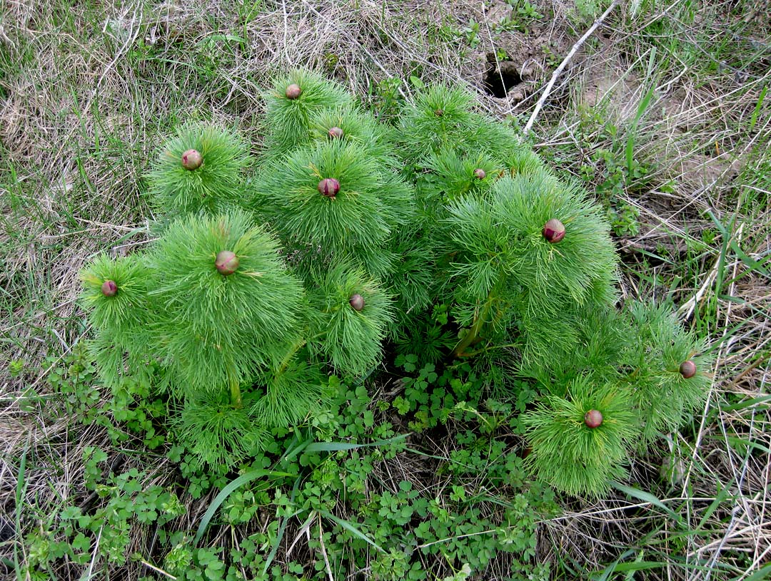 Изображение особи Paeonia tenuifolia.