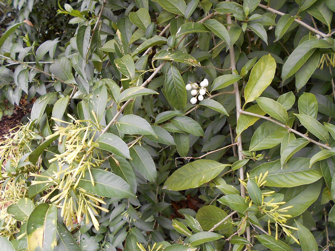 Image of Cestrum nocturnum specimen.