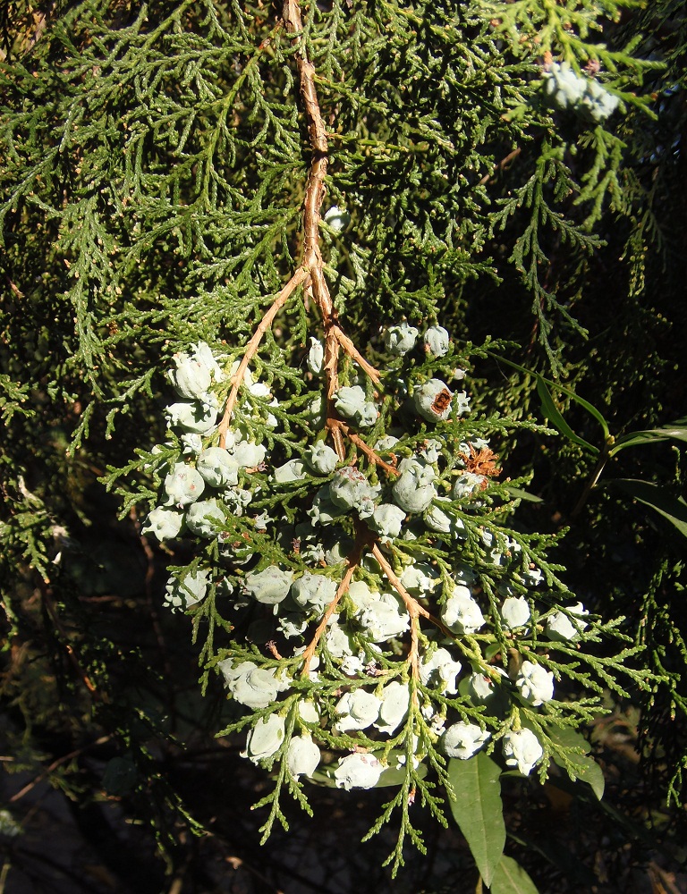 Изображение особи Platycladus orientalis.