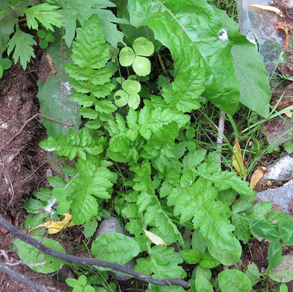 Image of Rorippa palustris specimen.